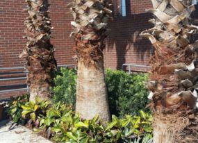 Landscaping Lakeland FL